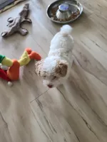 AKC Tucker-Reduced, a male Poodle - Toy  for sale in Oklahoma City, OK – Photo 6 of 10