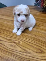 AKC Max 1, a male Poodle - Toy  for sale in Oklahoma City, OK – Photo 8 of 10