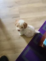 AKC Tucker-Reduced, a male Poodle - Toy  for sale in Oklahoma City, OK – Photo 4 of 10