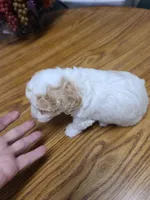 AKC Max 1, a male Poodle - Toy  for sale in Oklahoma City, OK – Photo 6 of 10