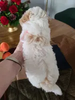 AKC Tucker-Reduced, a male Poodle - Toy  for sale in Oklahoma City, OK – Photo 3 of 10