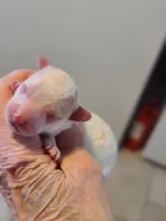 AKC Max 1, a male Poodle - Toy  for sale in Oklahoma City, OK – Photo 5 of 8