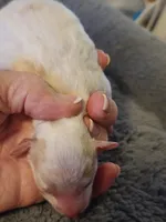 AKC Max 1, a male Poodle - Toy  for sale in Oklahoma City, OK – Photo 2 of 8