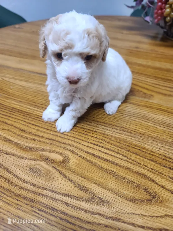 AKC Max 1 – Poodle - Toy  puppy for sale in Oklahoma City, OK