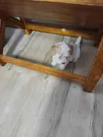 AKC Max 1, a male Poodle - Toy  for sale in Oklahoma City, OK – Photo 4 of 10