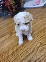 AKC Max 1, a male Poodle - Toy  for sale in Oklahoma City, OK – Photo 7 of 10