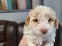 AKC Max 1, a male Poodle - Toy  for sale in Oklahoma City, OK – Photo 3 of 10