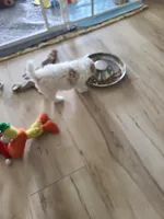 AKC Tucker-Reduced, a male Poodle - Toy  for sale in Oklahoma City, OK – Photo 5 of 10