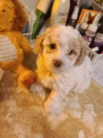 AKC Tucker-Reduced, a male Poodle - Toy  for sale in Oklahoma City, OK – Photo 7 of 10