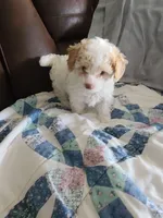 AKC Tucker-Reduced, a male Poodle - Toy  for sale in Oklahoma City, OK – Photo 2 of 10