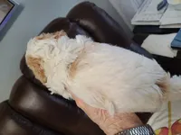 AKC Max 1, a male Poodle - Toy  for sale in Oklahoma City, OK – Photo 2 of 10