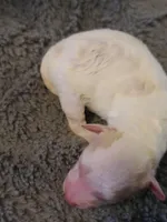 AKC Max 1, a male Poodle - Toy  for sale in Oklahoma City, OK – Photo 1 of 8