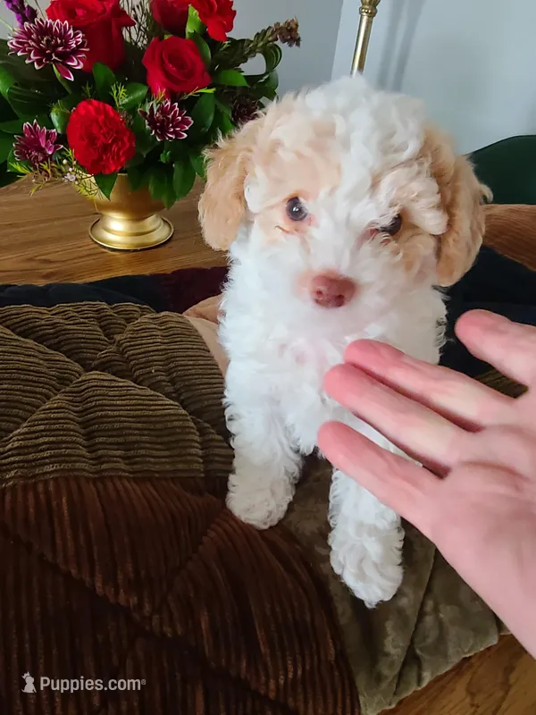 AKC Tucker-Reduced – Poodle - Toy  puppy for sale in Oklahoma City, OK