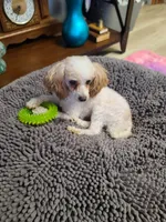 Diamond- CKC male reduced , a male Poodle - Toy  for sale in Oklahoma City, OK – 7 of 7