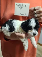 Natalie - Reduced, a female Poodle - Toy  for sale in Oklahoma City, OK – 2 of 9