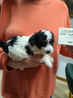 Cocoa - TRI-Blk/Wht, a female Poodle - Toy  for sale in Oklahoma City, OK – 2 of 10