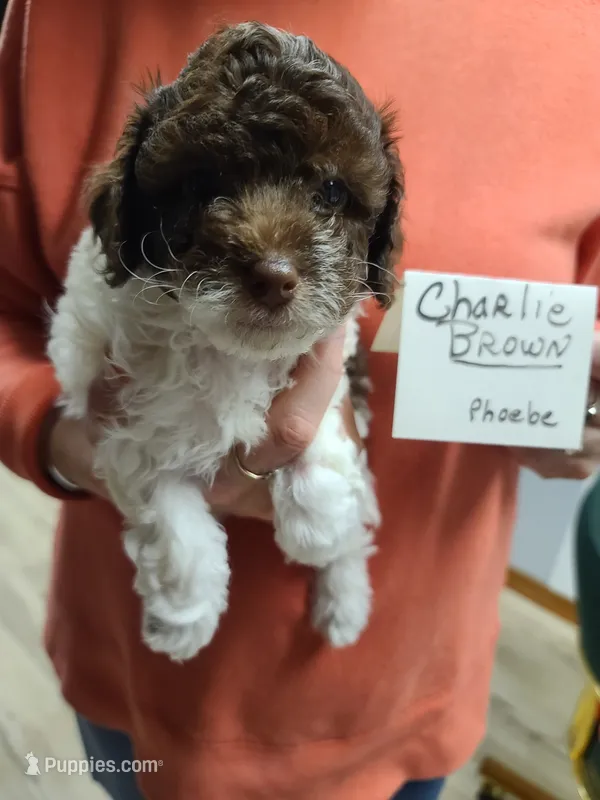 CKC Charlie Brown-Reduced – Poodle - Toy  puppy for sale in Oklahoma City, OK