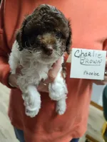 Charlie Brown-On Hold, a male Poodle - Toy  for sale in Oklahoma City, OK – 1 of 10