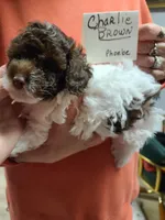 Charlie Brown-On Hold, a male Poodle - Toy  for sale in Oklahoma City, OK – 2 of 10