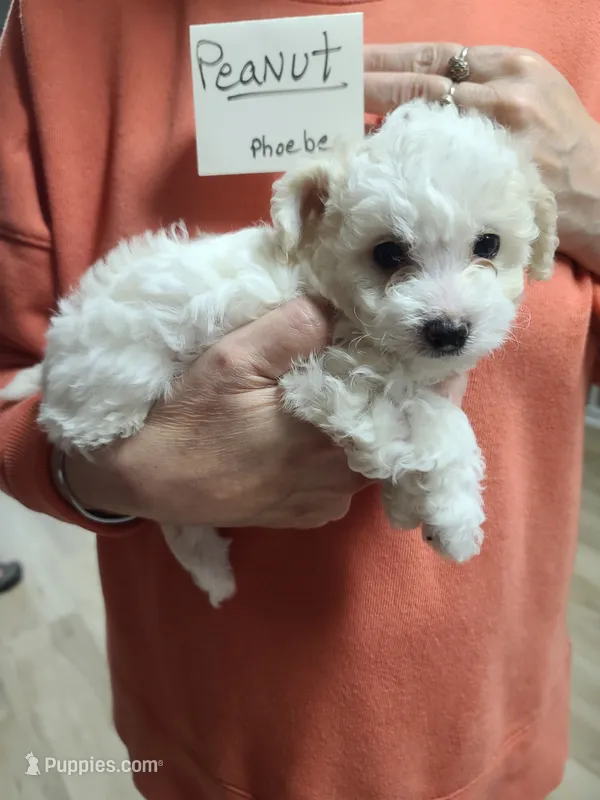 CKC Peanut-Reduced – Poodle - Toy  puppy for sale in Oklahoma City, OK