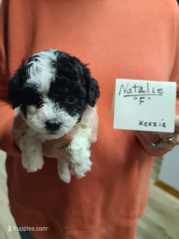 Natalie - Reduced – Poodle - Toy  puppy for sale in Oklahoma City, OK
