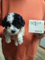 Natalie - Reduced, a female Poodle - Toy  for sale in Oklahoma City, OK – 1 of 9