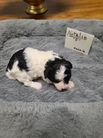 Natalie - Reduced, a female Poodle - Toy  for sale in Oklahoma City, OK – 5 of 9