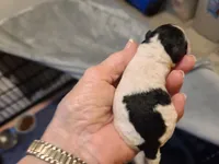 Natalie - F blk/wht pup, a female Poodle - Toy  for sale in Oklahoma City, OK – Photo 1 of 5