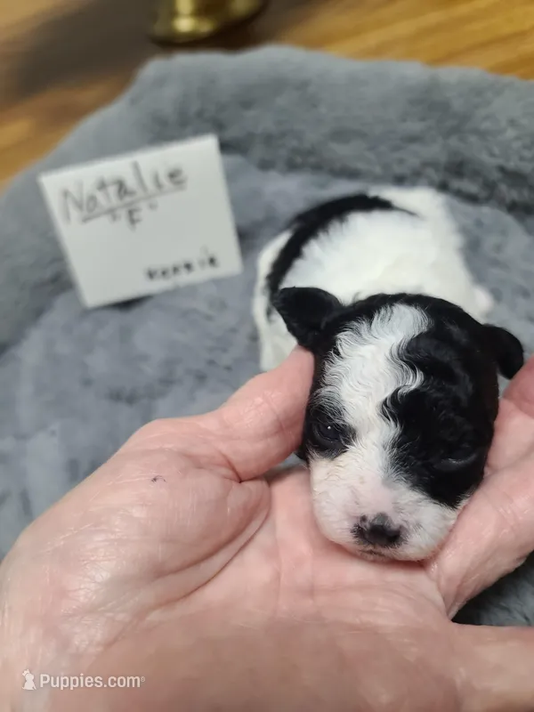 Natalie - F blk/wht pup – Poodle - Toy  puppy for sale in Oklahoma City, OK