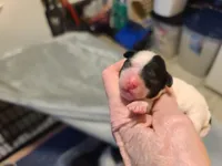 Natalie - F blk/wht pup, a female Poodle - Toy  for sale in Oklahoma City, OK – Photo 2 of 5