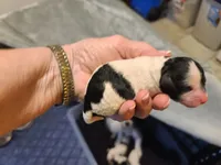 Natalie - F blk/wht pup, a female Poodle - Toy  for sale in Oklahoma City, OK – Photo 3 of 5
