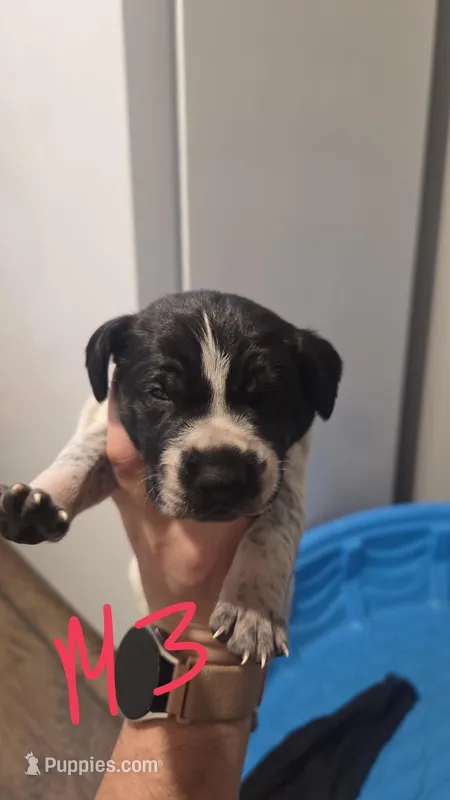 Male 3 – German Shorthaired Pointer puppy for sale in Browerville, MN