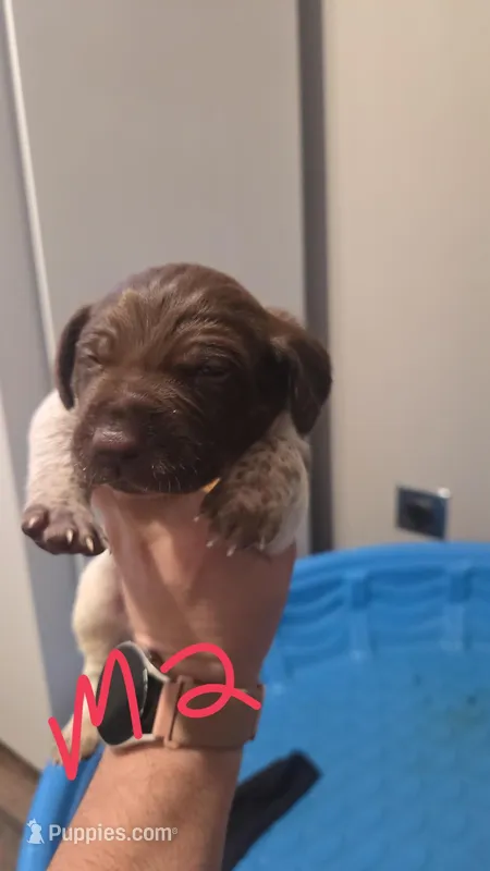 Male 2 – German Shorthaired Pointer puppy for sale in Browerville, MN