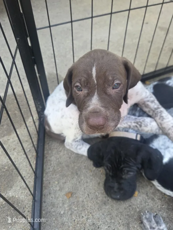 Male 1 – German Shorthaired Pointer puppy for sale in Browerville, MN