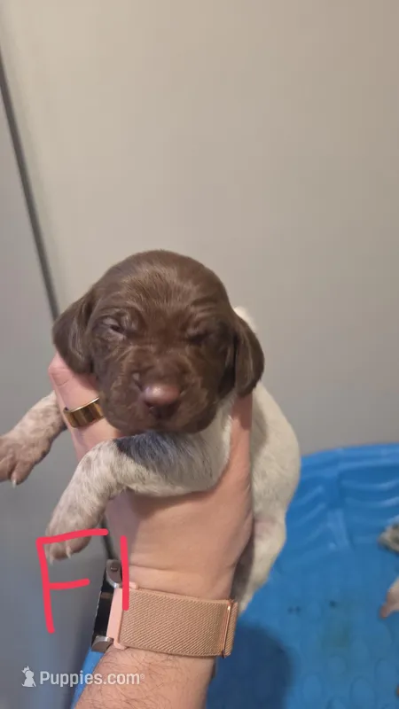 Female 1 – German Shorthaired Pointer puppy for sale in Browerville, MN