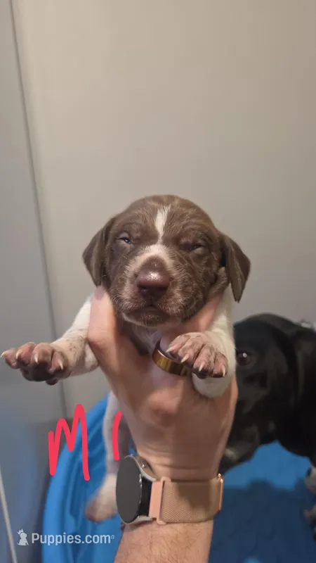 Male 1 – German Shorthaired Pointer puppy for sale in Browerville, MN