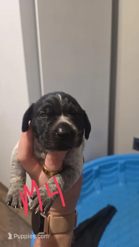 Male 4 – German Shorthaired Pointer puppy for sale in Browerville, MN