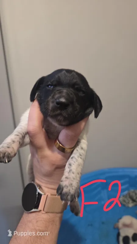 Female 2 – German Shorthaired Pointer puppy for sale in Browerville, MN