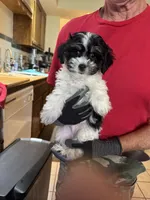 #1, a male Maltipoo and Shih Tzu for sale in Cottonwood, AZ – 2 of 3