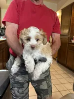 #3, a male Maltipoo and Shih Tzu for sale in Cottonwood, AZ – 3 of 3