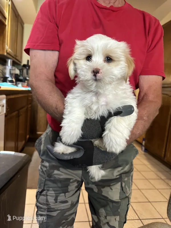 Carmelo   SOLD – Maltipoo, Shih Tzu puppy for sale in Cottonwood, AZ