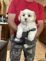 Carmelo   SOLD, a male Maltipoo and Shih Tzu for sale in Cottonwood, AZ – 1 of 3