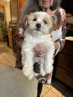 #2, a male Maltipoo and Shih Tzu for sale in Cottonwood, AZ – 3 of 3