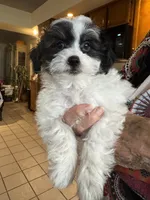 #2, a male Shihpoo for sale in Cottonwood, AZ – 1 of 3