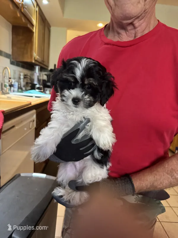 #1 – Maltipoo, Shih Tzu puppy for sale in Cottonwood, AZ