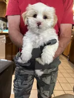 Carmelo   SOLD, a male Maltipoo and Shih Tzu for sale in Cottonwood, AZ – 3 of 3
