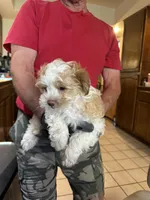 #3, a male Maltipoo and Shih Tzu for sale in Cottonwood, AZ – 1 of 3