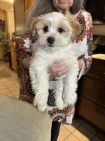 #2, a male Maltipoo and Shih Tzu for sale in Cottonwood, AZ – 2 of 3