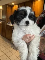 #2, a male Shihpoo for sale in Cottonwood, AZ – 2 of 3