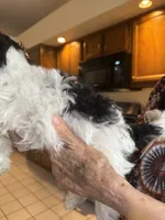 #2, a male Shihpoo for sale in Cottonwood, AZ – 3 of 3